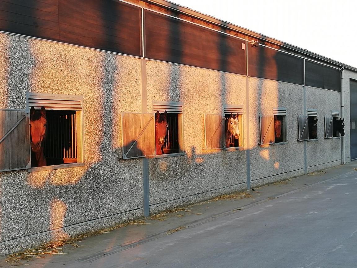 B&B De Waeterhoeve Snaaskerke Εξωτερικό φωτογραφία